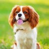 Cavalier King Charles Spaniel paint by number