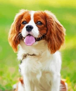 Cavalier King Charles Spaniel paint by number