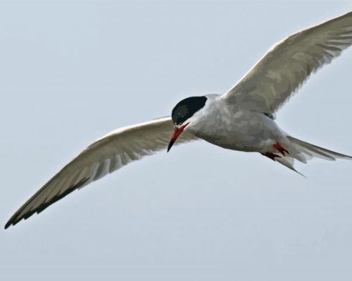 Coastal Flying Birds paint by number