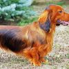 Dachshund Dog paint by number