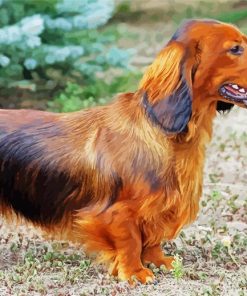 Dachshund Dog paint by number