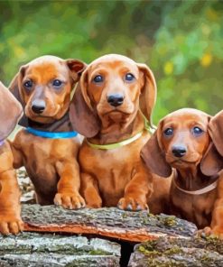 Dachshund Puppies paint by number