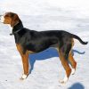 Finnish Hound Dog In Snow paint by number