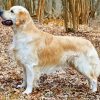 Golden Retriever Dog paint by number