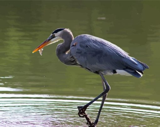 Grey Herron paint by number