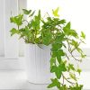 Ivy Plant Pot paint by number