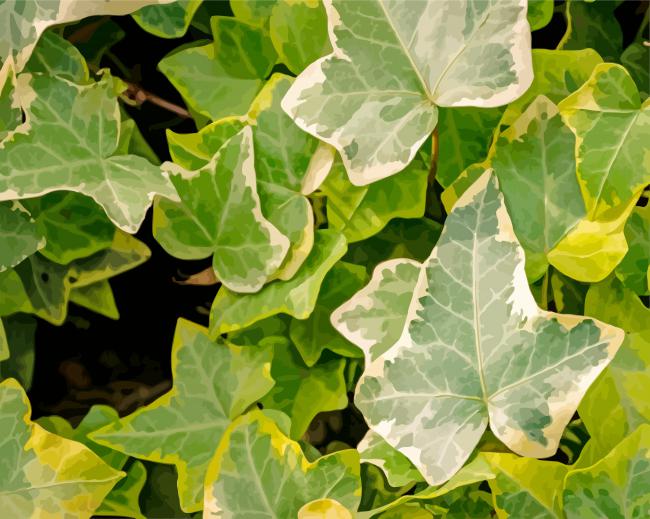Ivy Plant paint by number