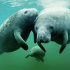 Manatees Family Underwater paint by number