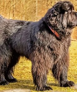 Newfoundland Puppies paint by number