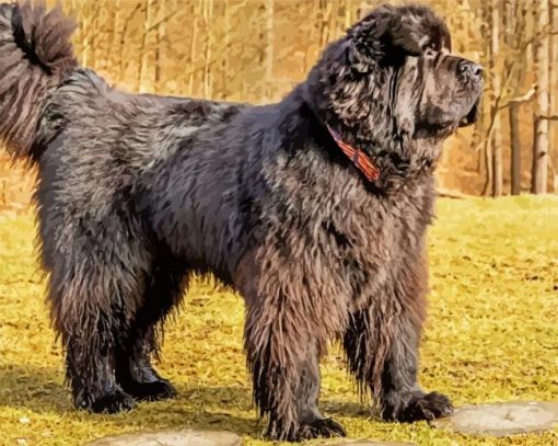 Newfoundland Puppies paint by number