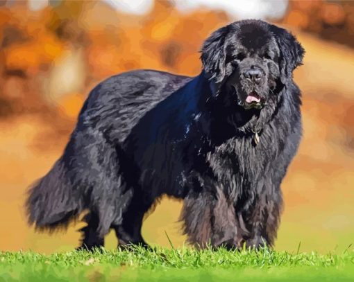 Newfoundland Puppy paint by number