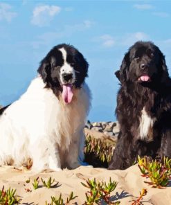 Newfoundland Dogs Puppies paint by number