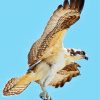 Osprey Flying paint by number