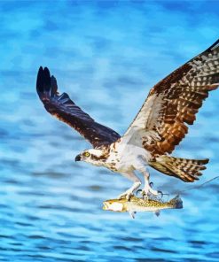 Osprey Bird Flying paint by number