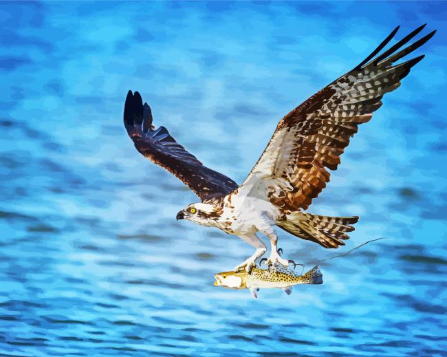 Osprey Bird Flying paint by number