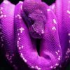 Purple Snake Reptile paint by number