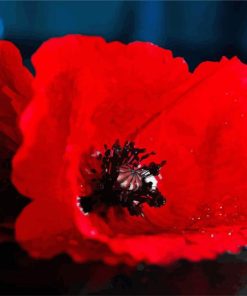 Red Poppy paint by numbers