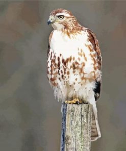 Red Tailed Hawk Bird paint by number