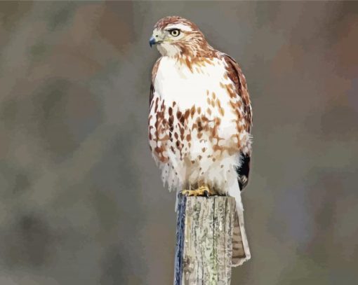 Red Tailed Hawk Bird paint by number