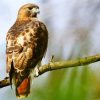 Red Tailed Hawk On Branch paint by number