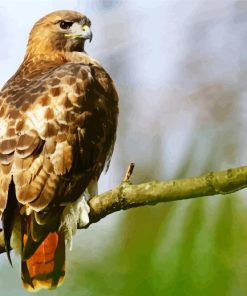 Red Tailed Hawk On Branch paint by number