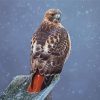 Red Tailed Hawk paint by number