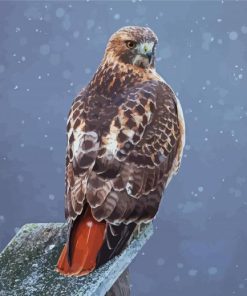 Red Tailed Hawk paint by number