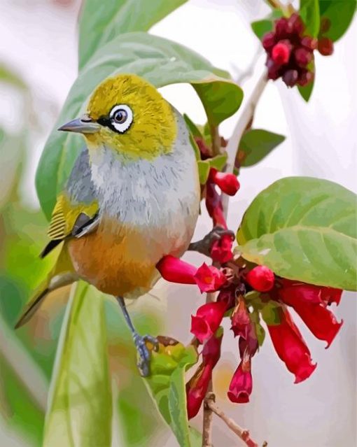 Ring Eyed Birds Tasmania paint by number