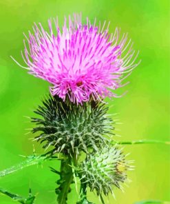 Thistle Plant paint by number