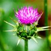 Thistle Flowering Plants paint by number