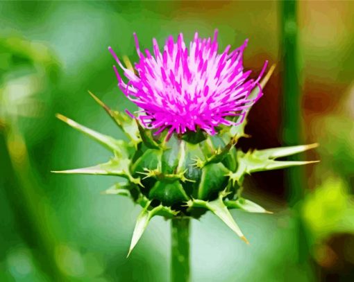 Thistle Flowering Plants paint by number