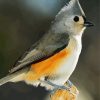 Tufted Titmouse Birds paint by number