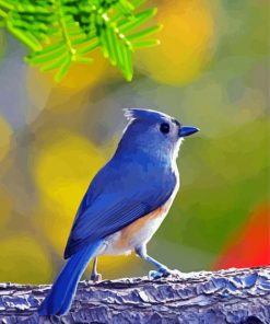 Tufted Titmouse paint by number