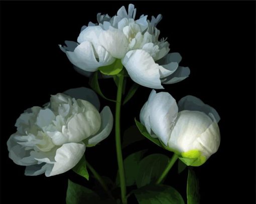 White Peonies paint by number