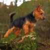 Aesthetic Australian Terrier paint by number