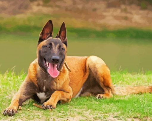 Belgian Malinois Dog Animal paint by number