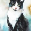 Bicolor Cat Art paint by number