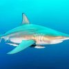 Blacktip Shark paint by number