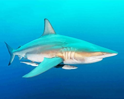 Blacktip Shark paint by number