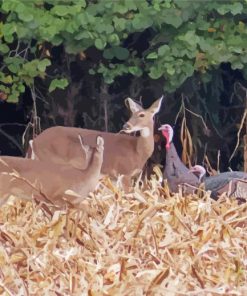 Deer With Turkeys In Field paint by number