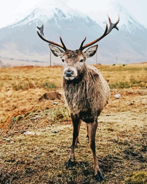 Highland Stag Animal paint by number