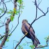 Indian Spotted Eagle On Tree paint by number