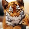 Kitten Tiger paint by number