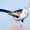 Long Tailed Tit Bird paint by number