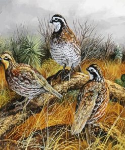 Northern Bobwhite Birds paint by number