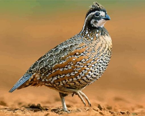 Northern Bobwhite paint by number