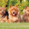 Norwich Terrier Dogs paint by number