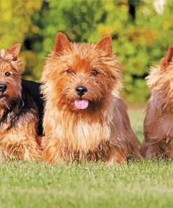 Norwich Terrier Dogs paint by number