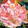 Pink Rhododendron Plants paint by number