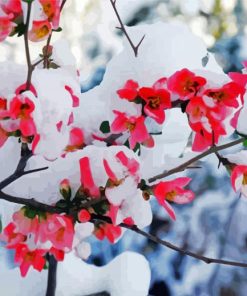 Pink Snow Flowers paint by number